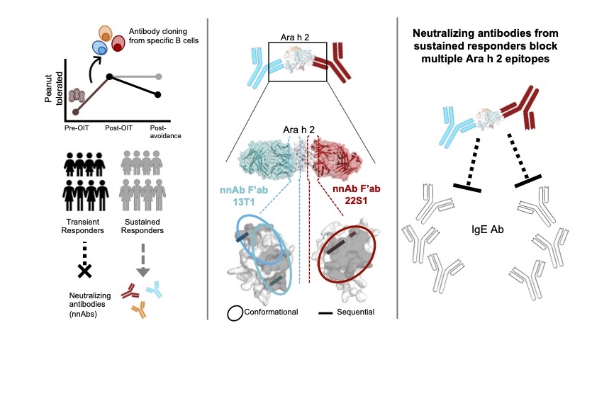 Graphical abstract of neutralizing antibody interaction