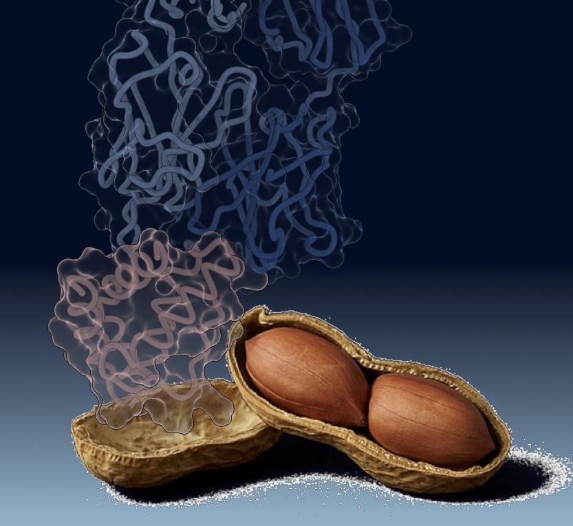 Structural model showing antibody recognition features